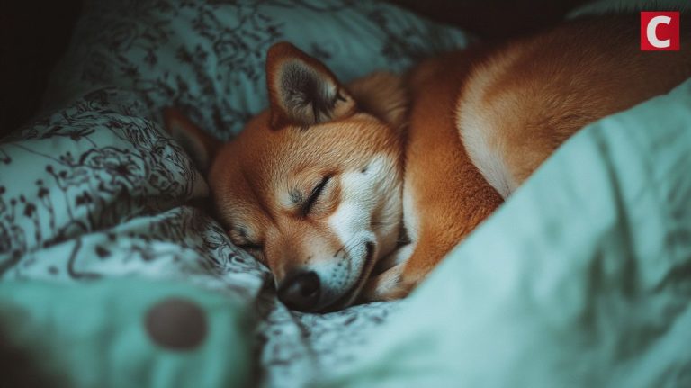 Shiba Inu Burn Rate Jumps 2,713% in Onchain Shift, Will SHIB Price Follow?